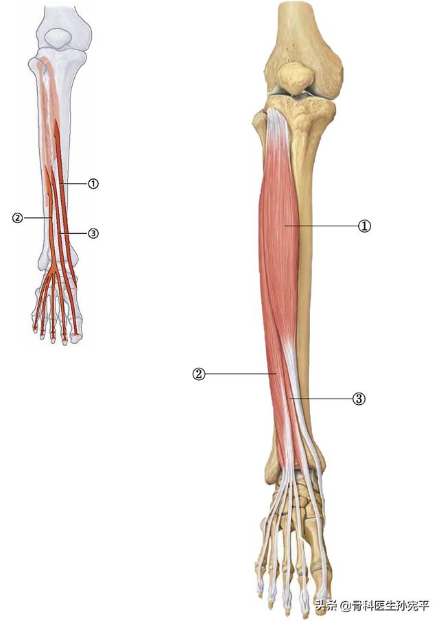 腿部肌肉解剖断面立体结构图，最全面的下肢肌肉解剖图谱