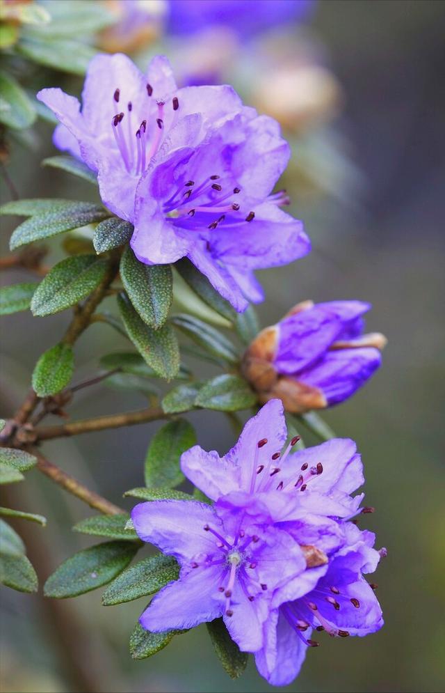 花开有期只为在最美时光里遇见你，一花一深情花如人生