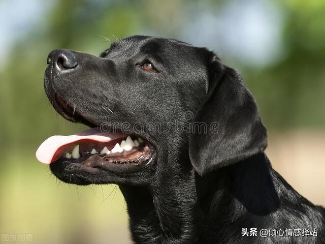 聪明的中大型犬品种，服从性最高的5种中大型犬