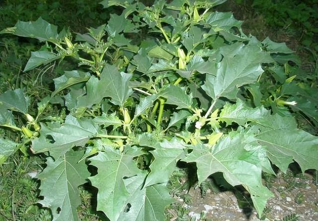 曼陀罗花刺有毒吗，小区惊现有毒“情花”