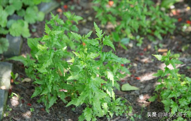 可以吃的野菜种类大全，教你认识不同的野菜和吃法