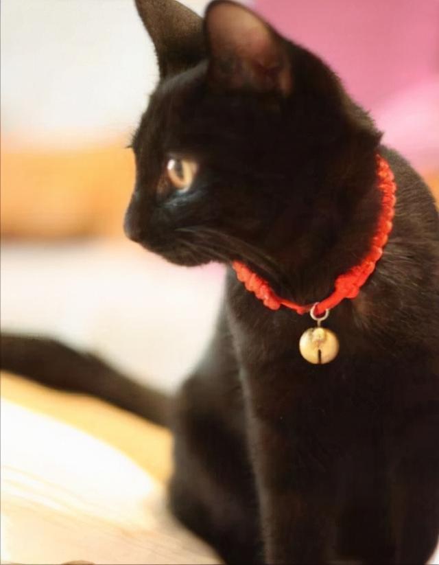 黑猫真的有九条命吗为什么，寓意着吉祥的黑猫