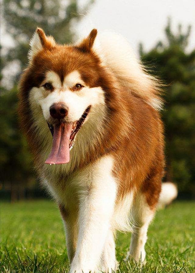 十大新手最好养的狗狗，最适合新手养的狗狗十大排行榜（最适合新手养的6种狗狗）