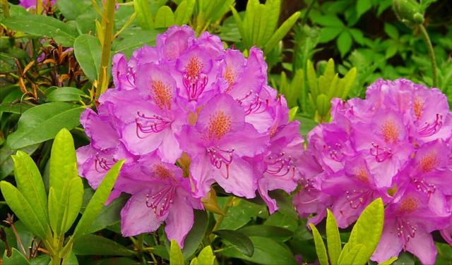 花开有期只为在最美时光里遇见你，一花一深情花如人生