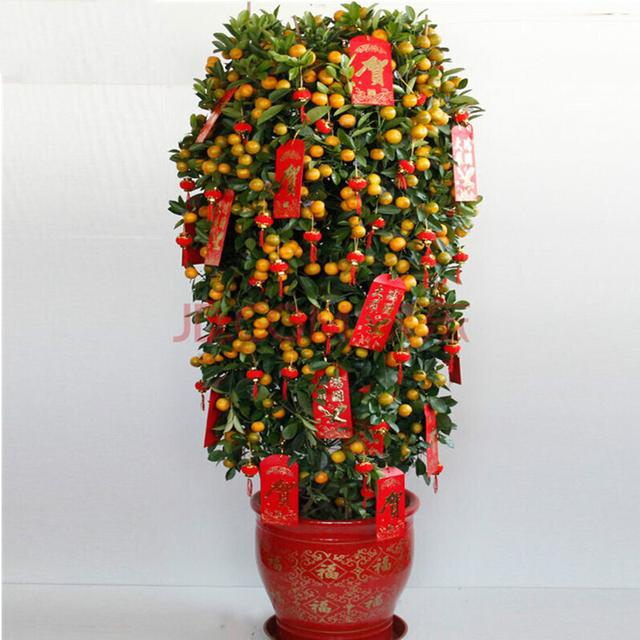春节花卉品种大全大图，春节遇花期，五彩斑斓过新年