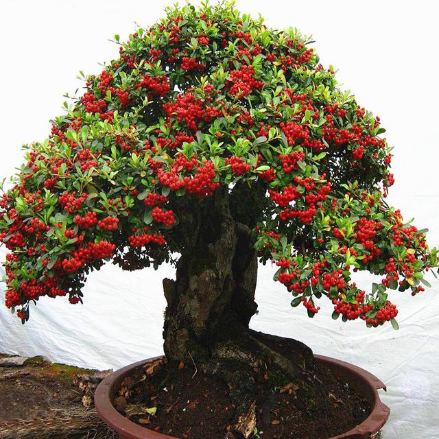 春节花卉品种大全大图，春节遇花期，五彩斑斓过新年
