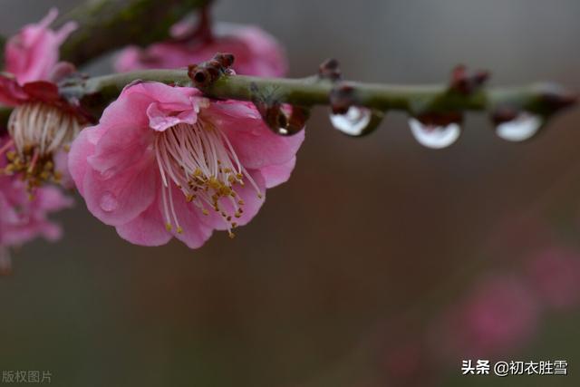 春夜喜雨的古诗，春夜喜雨的八句诗（杜甫的《春夜喜雨》）