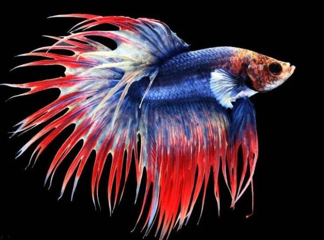 斗鱼怎么养才厉害，斗鱼新手入坑实用指南