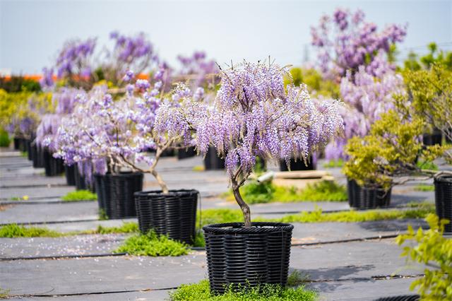 紫藤花春夏秋冬分别是什么颜色，紫藤花开满院香