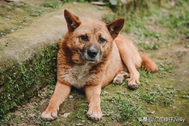 狗命一般怎么样，就是在拿“狗命”开玩笑