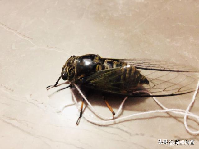 盘点童年玩过的十种昆虫，童年玩过的10种昆虫