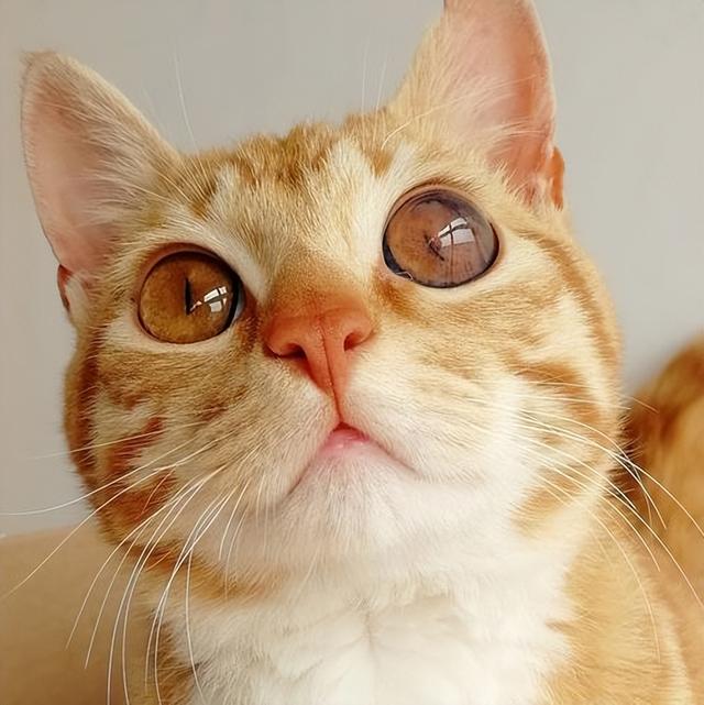 猫咪开心的表现，猫咪最机灵的6个表现