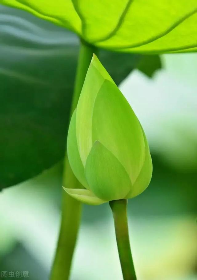 七月你好愿一切美好都如约而至，愿生命绿意盎然