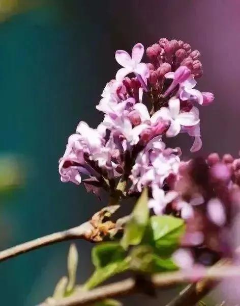 各种最好看的鲜花，分享40多种美丽的鲜花