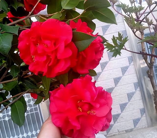 克瑞墨大牡丹茶花，纯正克瑞墨大牡丹茶花（养盆“克瑞墨牡丹”）