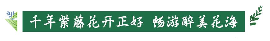 南山旅游攻略必去景点，南山旅游景区花开正好时