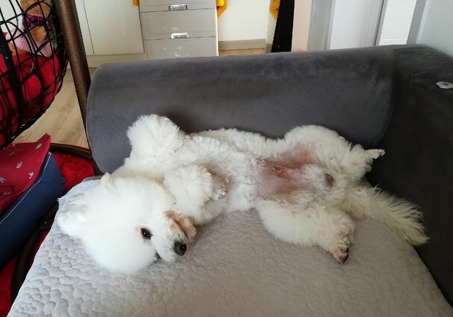 比熊犬的五个不足之处，比熊犬有这些特征