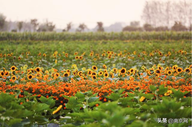 南京周边一日游，南京周边踏青一日游景点推荐（南京秋游好去处）