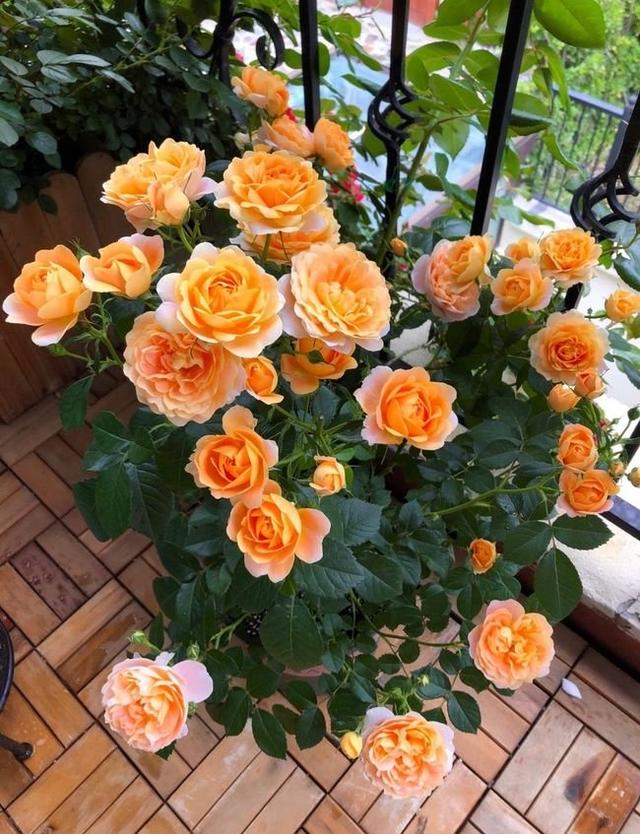春节花卉品种大全大图，春节遇花期，五彩斑斓过新年