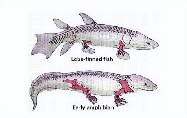 人类的祖先是条鱼?科学家回应，人类的祖先是鱼科学家回应疑问