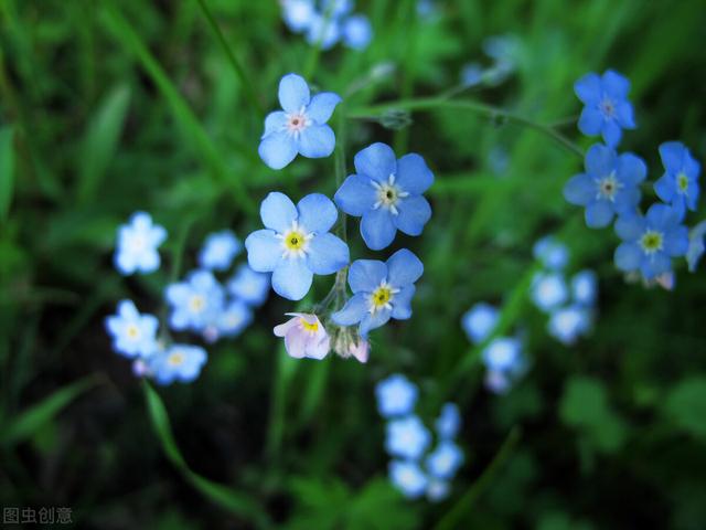 简单的花语文案，关于花的文案“做个浪漫人”