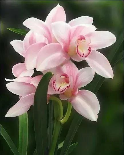 各种最好看的鲜花，分享40多种美丽的鲜花