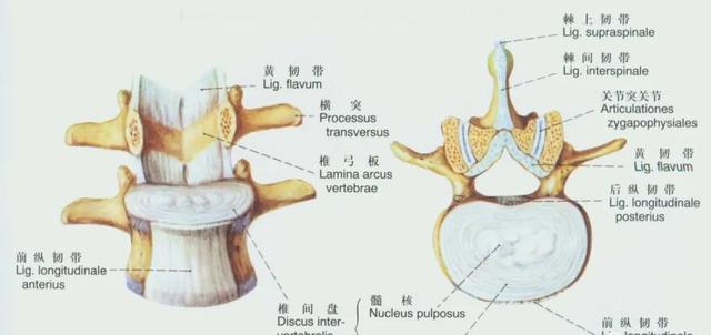 后纵韧带解剖图，颈椎的韧带有哪些