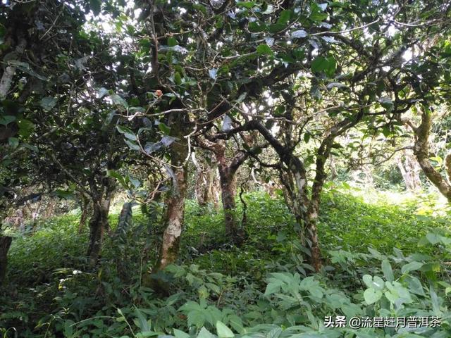 普洱茶的知识讲解，看完这13个普洱茶知识