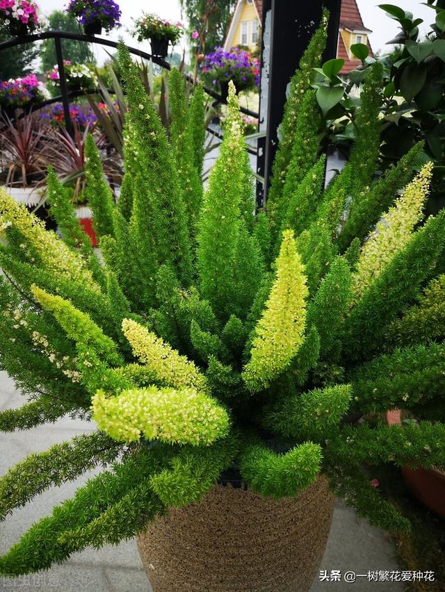 适合庭院养的草花，25种观赏草观叶赏花