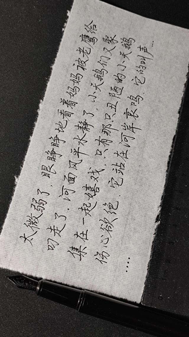 关于黑颈天鹅的故事，感情最专一的黑颈天鹅