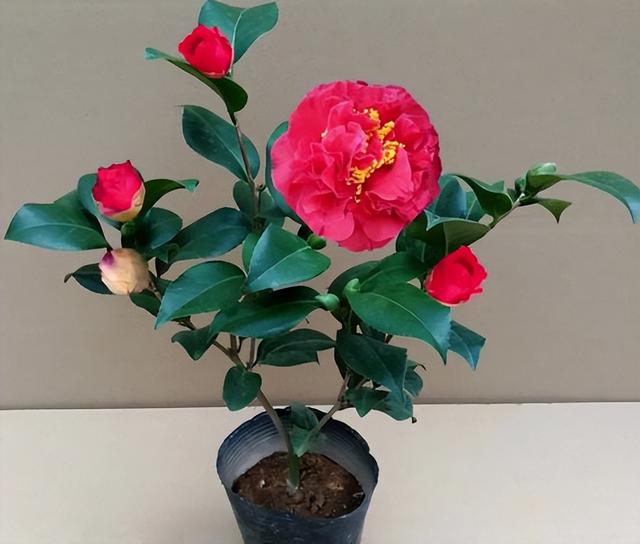 克瑞墨大牡丹茶花，纯正克瑞墨大牡丹茶花（养盆“克瑞墨牡丹”）