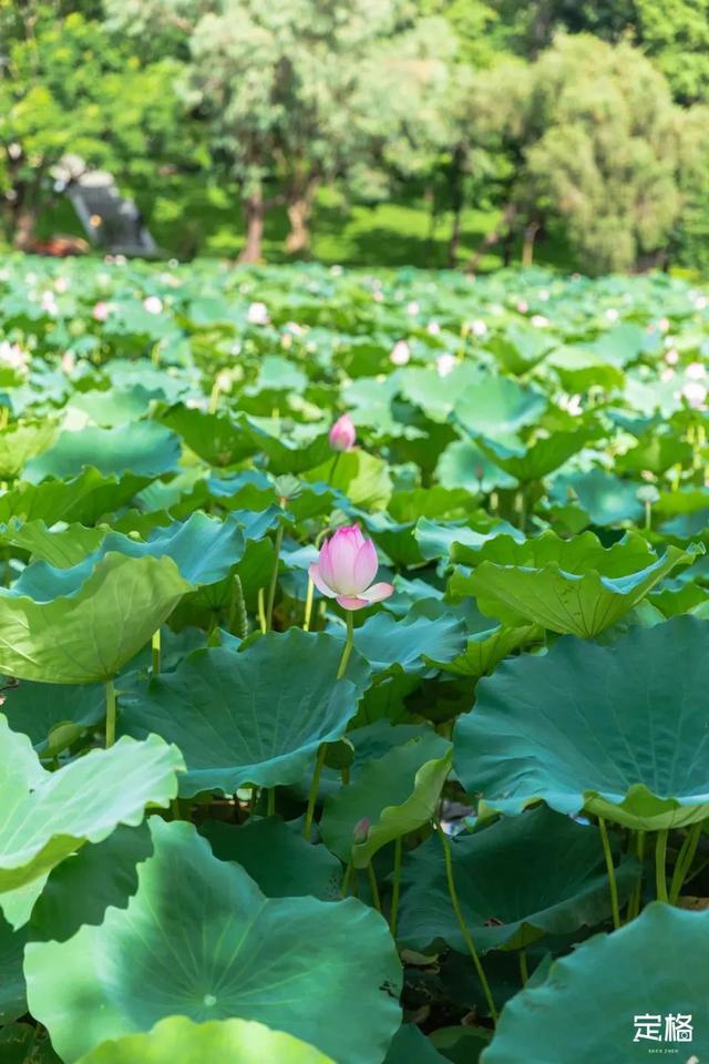 附近看花的地方，深圳最适合去赏花的地方（2023西安及周边赏樱花的地点大全）