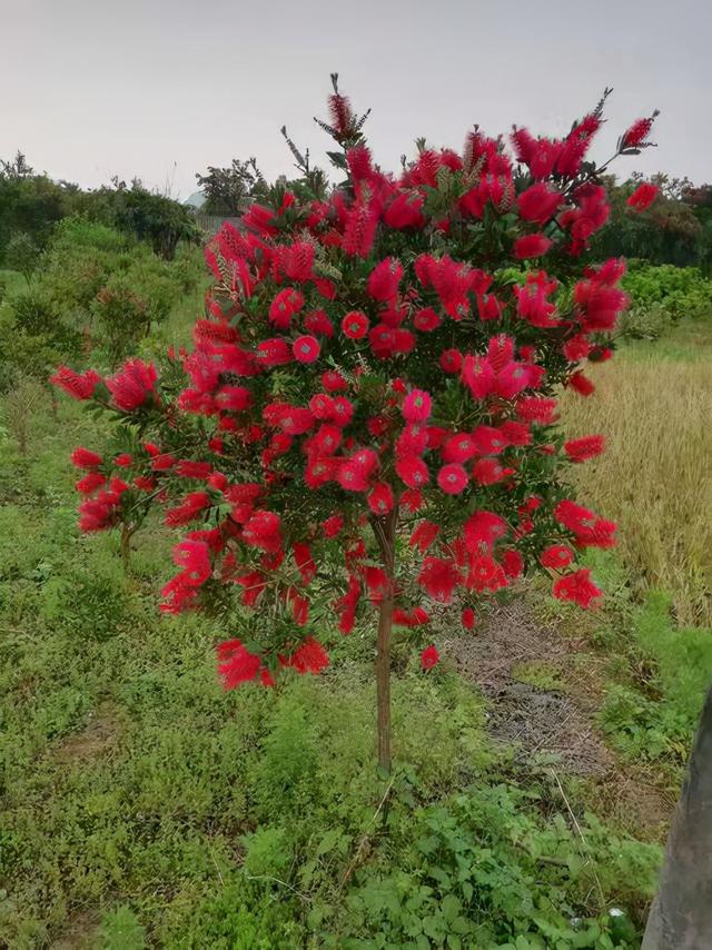 奇花异草160种，25种奇花异草第1集