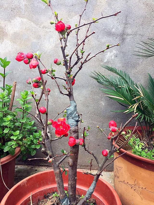 房前镇宅风水树，吉树进吉宅富贵自然来