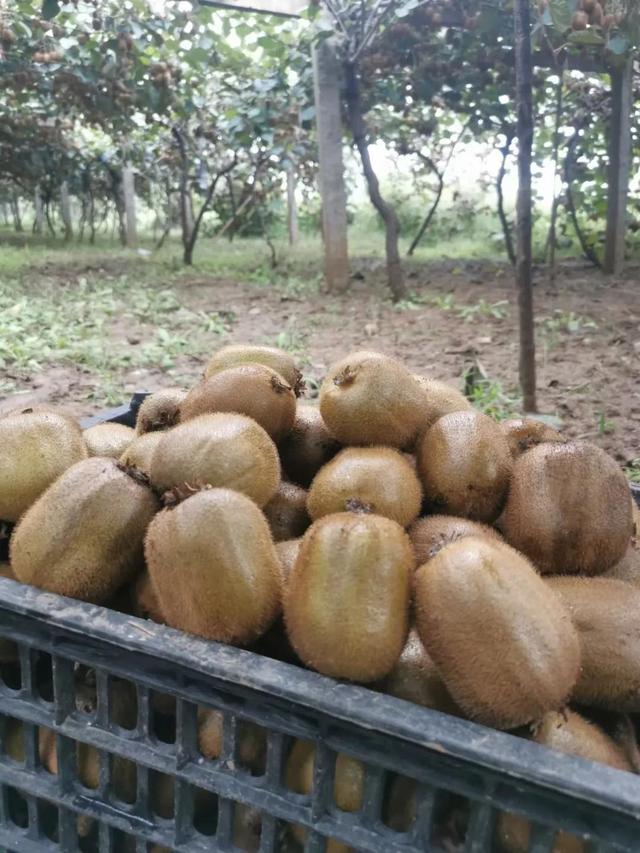 猕猴桃有哪些营养成分和功效，猕猴桃的功效和营养价值分享