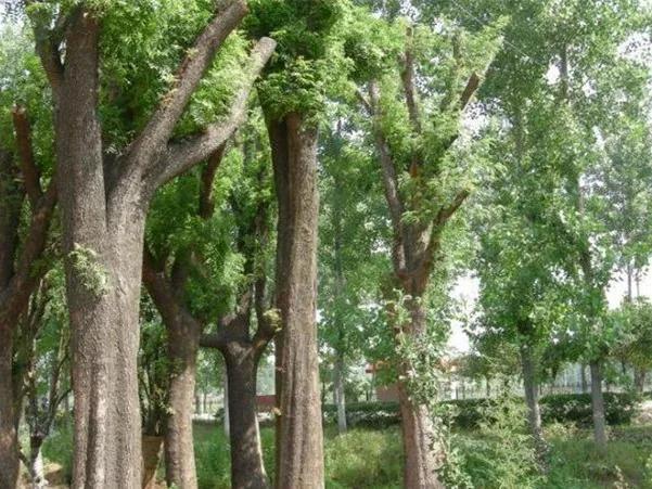 白蜡杆是什么树，白蜡树分类（白蜡杆：别看我瘦）