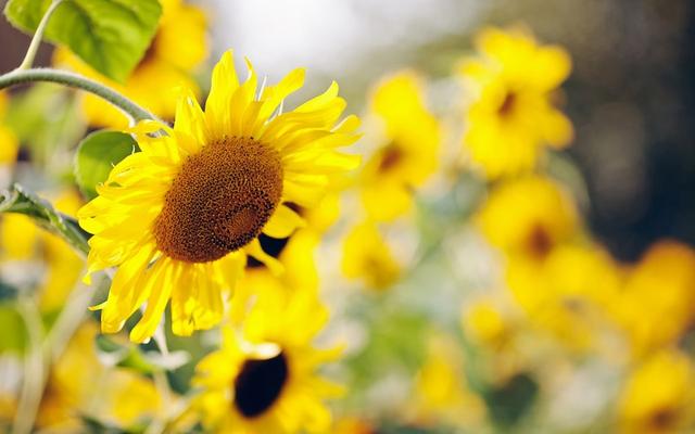 蓝色满天星图片，各种花的名称以及花语