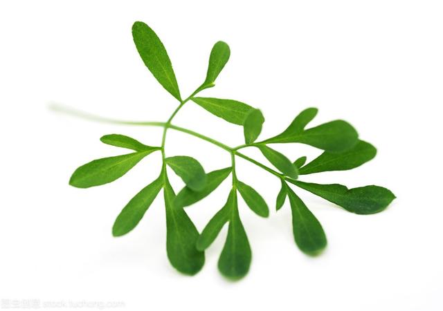 鹌鹑是保护动物吗，芦丁鸡算保护动物