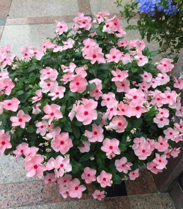 春节花卉品种大全大图，春节遇花期，五彩斑斓过新年