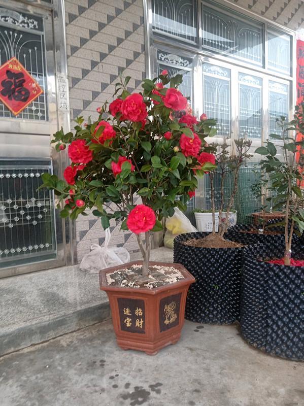 克瑞墨大牡丹茶花，纯正克瑞墨大牡丹茶花（养盆“克瑞墨牡丹”）