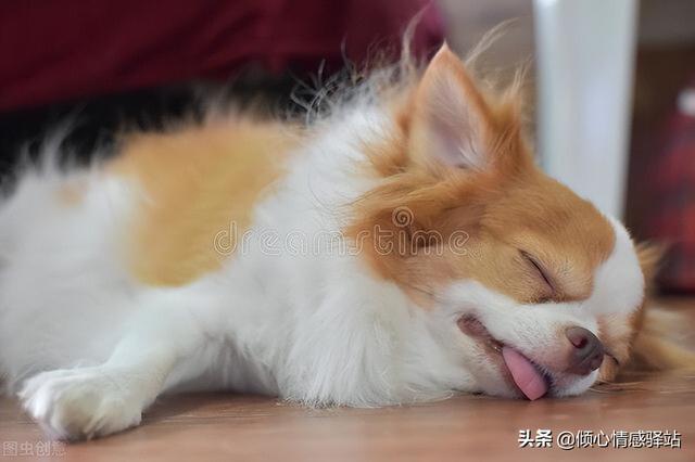 聪明的中大型犬品种，服从性最高的5种中大型犬