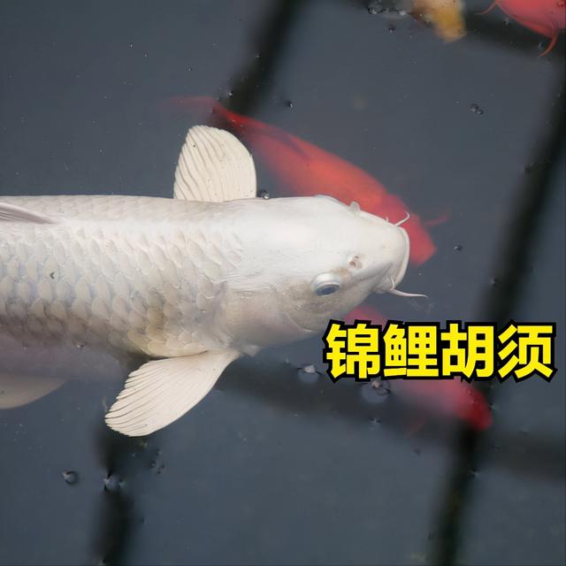 锦鲤和金鱼的区别，怎么区分锦鲤和金鱼