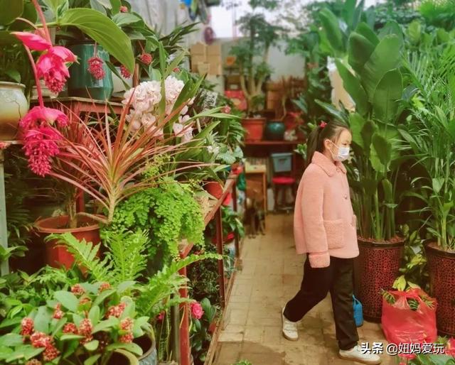 济南花鸟市场哪个最好，济南花鸟鱼虫市场大盘点