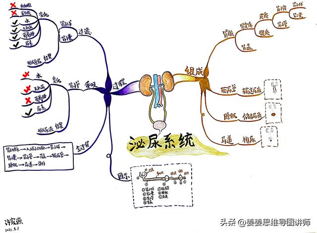 初一生物人体八大系统思维导图，初一全套生物系统图