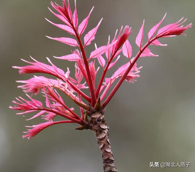 野菜的种类和图片大全，四季野菜图文大全（最美味的15种野菜）