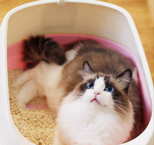 布偶猫的几种性格特征，纯种“布偶猫”的6大特征