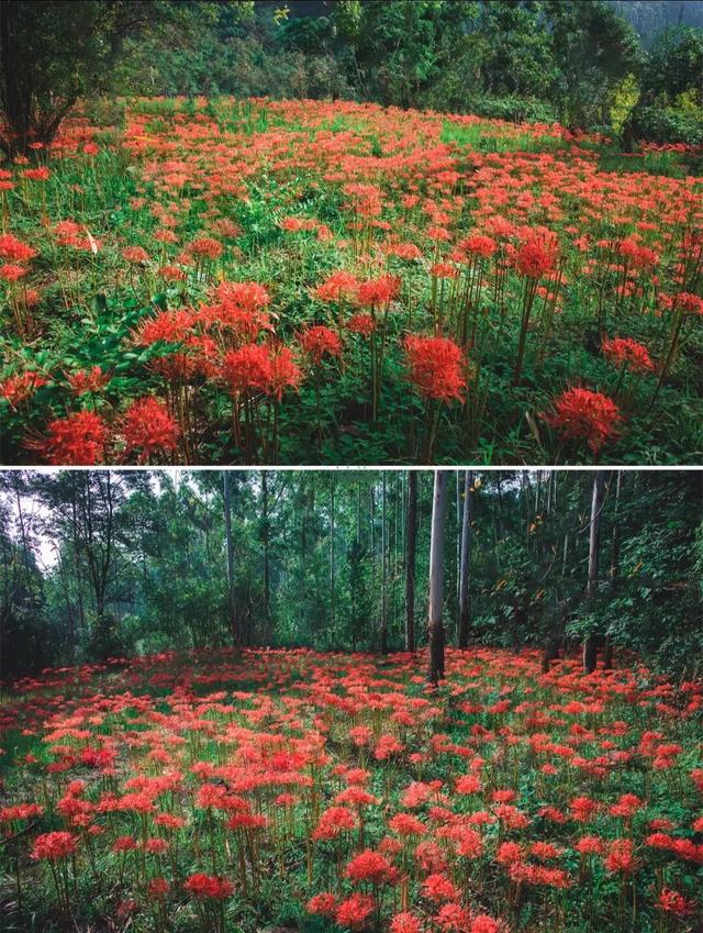 粉黛草向日葵彼岸花海...成都有多少惊喜，粉黛花海花期50天