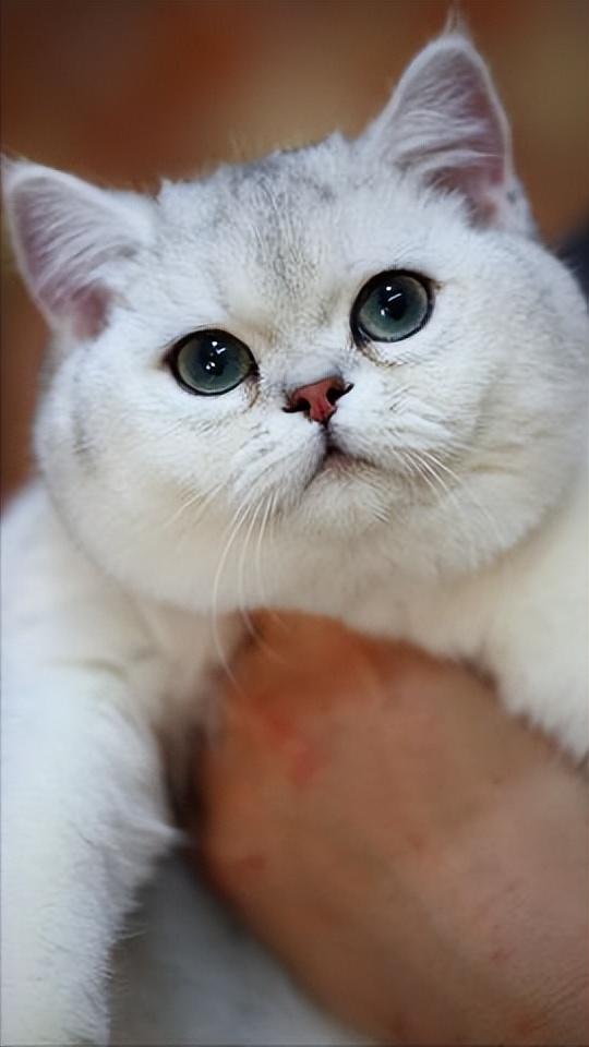 银渐层肥胖(银渐层猫胖吗)