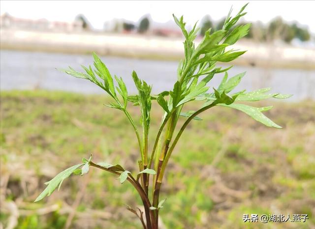 可以吃的野菜种类大全，教你认识不同的野菜和吃法