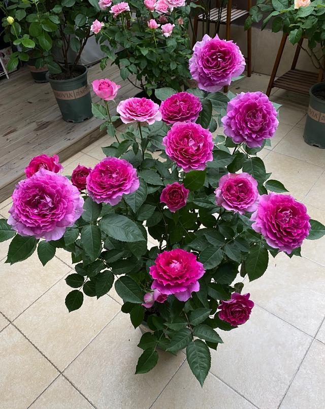 阳台养月季就选，阳台月季适合新手养的品种